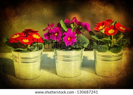 grunge textured picture of three primroses in flower pots side by side