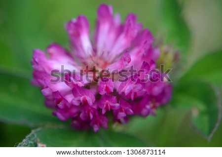 Closeup of purple wild flowers