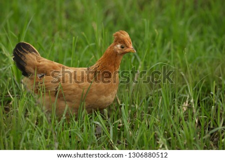 Fowl field bird