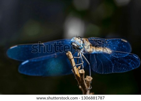 Blue dragonfly. Picture taken in the garden on the background of dark green leaves. Dragonfly sits, clinging to a branch. Her head bowed to the side. August 2018
