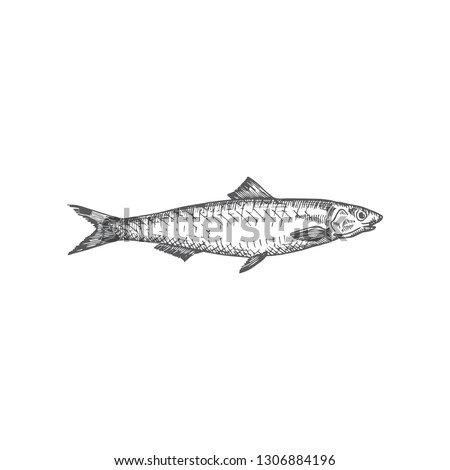 Anchovy Hand Drawn Vector Illustration. Abstract Fish Sketch. Engraving Style Drawing. Isolated.