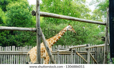 Giraffe in his fence near a wooden fence in a city zoo on a sunny day