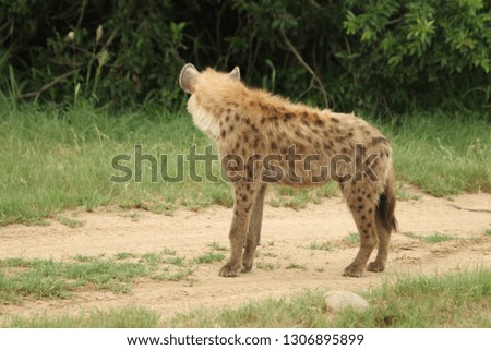 Hyena in Ulu Lapa Sabi Sands