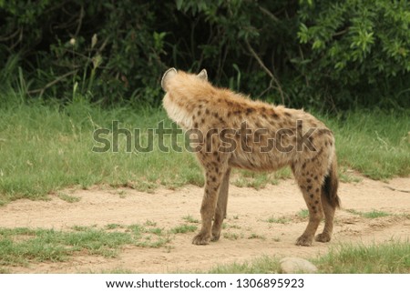 Hyena in Ulu Lapa Sabi Sands