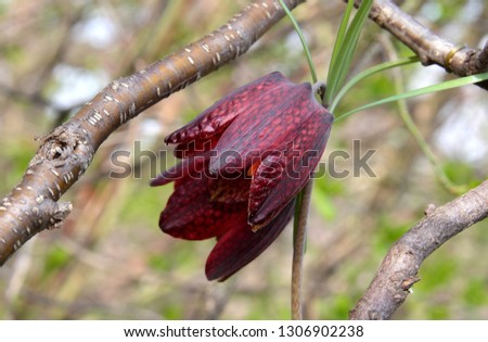 Maroon wild flowers in a form similar to carved bells, grow in the spring woods.