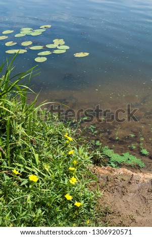 Shore of the lake with aquatic and terrestrial vegetation. Sunny summer day