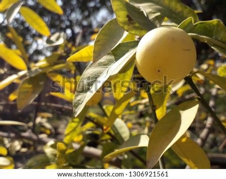 Lemon Hanging on its Plant