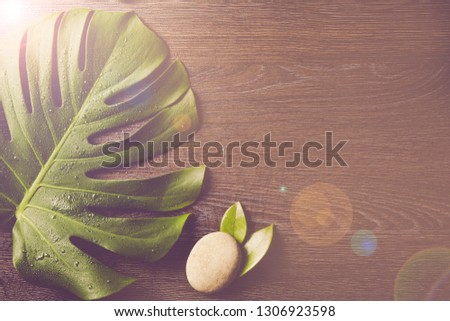 Beautiful green bright Monstera deliciosa leaf( also known as Swiss cheese plant) with water drops indoors, contrast light, dark brown wooden background. Copy space.