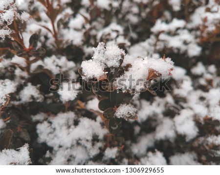 Boxwood branches are covered with snow. Toned photo with teal and orange style.