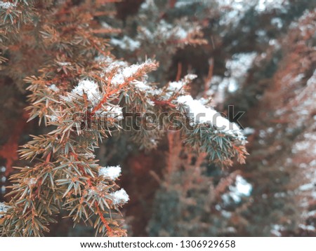 Branches of the cypress are covered with snow. Toned photo with teal and orange style.