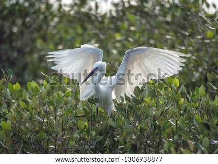 Herons on mangrove trees during the day