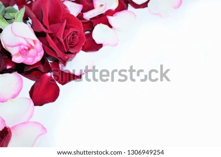 Red and tea roses on white background. Holiday greetings, background, postcard.