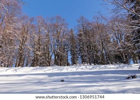 A calm snowy winter morning landscape with a colorful background, snow covered trees and a road heading down a hill