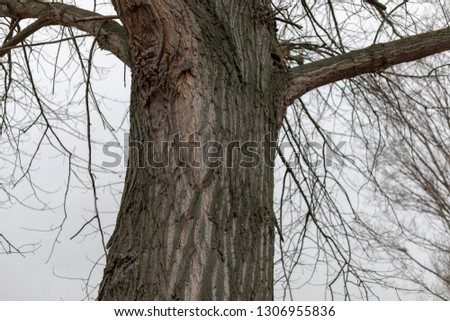 squirrel dispersing behind tree trunk