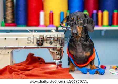 Adorable dog breed of dachshund, black and tan, in the glasses, seamstress sitting and sews on sewing machine. Funny ad for your business