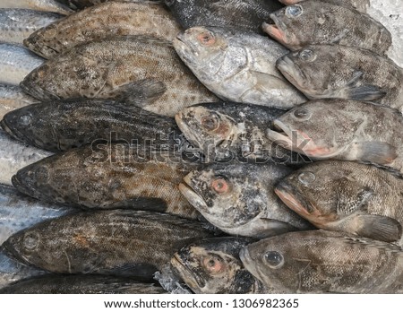 several frozen seafood fish on sale in the market.