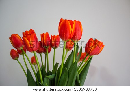 Tulips of orange color. Big buds of multicoloured tulips. Floral natural backdrop. Bicolour tulips filled picture. Unusual flowers, unlike the others. Shallow focus. 