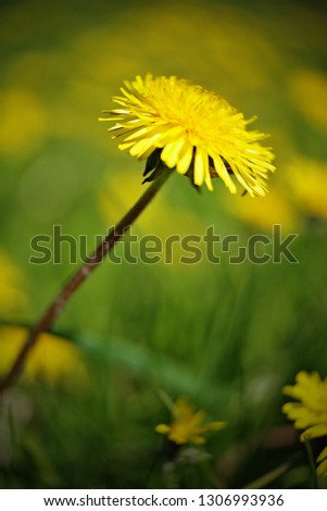 Dandelion leaning to the right with fresh green bokeh in background
