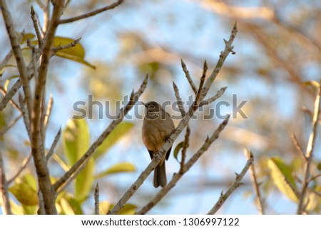 Central America mockingbird, zenzontle.