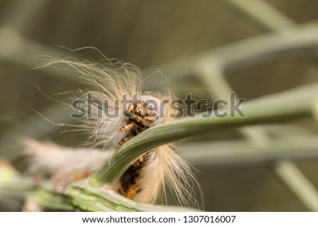 Streblote  Panda. Hairy caterpillar on a plant. Macro insect