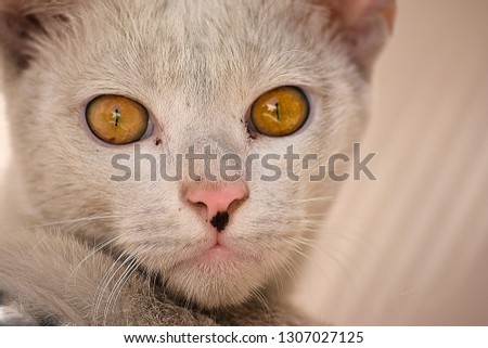 Domestic cat looking furiously