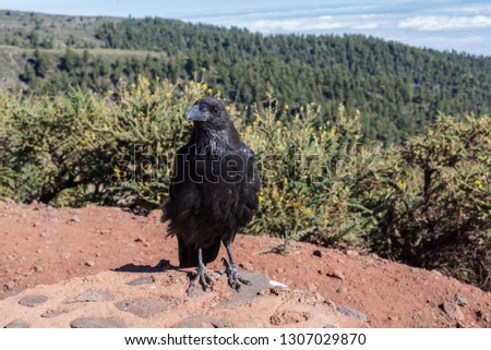 A close-up of a crow standing on a wall, with mountains, a forest, and clouds in the background. The photo was taken on the Island of La Palma, in the Canary Islands.