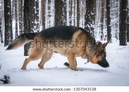 German Shepherd in the woods in winter
