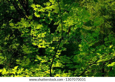 a picture of an exterior Pacific Northwest forest with Vine maple trees
