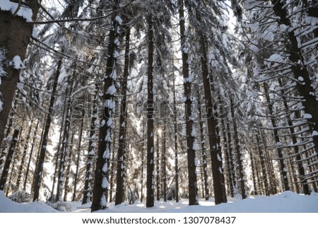 Pine trees in forest covered in snow in mountains in Liberec Region in Czech Republic