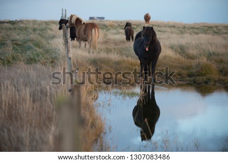 horses with beautiful and bushy mane