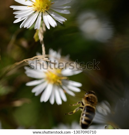 fascinating bee in front of Straw flower. honeybee in rear view