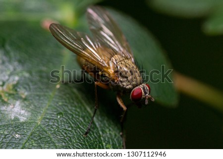 Dark Fly picture