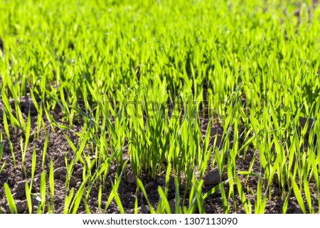 wheat field with green sprouts of wheat in early summer or late spring, agricultural