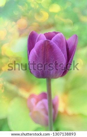 Purple colored tulip Greuze flowers in spring field. Purple bright tulip   Royalty-Free Stock Photo #1307138893