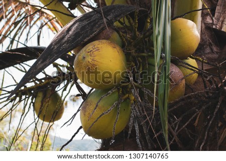 Fresh coconut on the tree, coconut cluster on coconut tree. A picture of how coconuts grow. Fresh healthy fruits for a healthy diet. Vitamins in nature. Vegetarian food. Fruit for kids