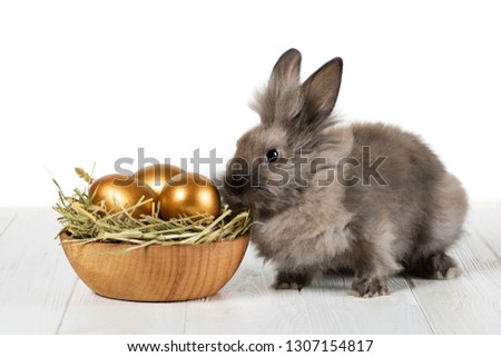 Cute fluffy rabbit and wooden plate with hay and Golden Easter eggs on white background