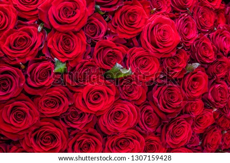 Natural red roses background. top view