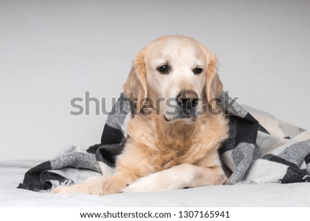 Cute young golden retriever dog  warms under cozy black and white tartan plaid in cold winter weather. Pets care concept. Animal indoor in home or hotel bedroom. Copy space empty for text.