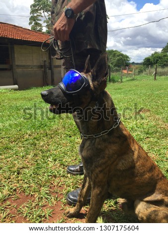 Tiger, medium-sized breed: Dutch shepherd, wearing blue glasses for protection, short haired and brindle police dog, erect ears is the most competent at tasks such as capture and competitions.
