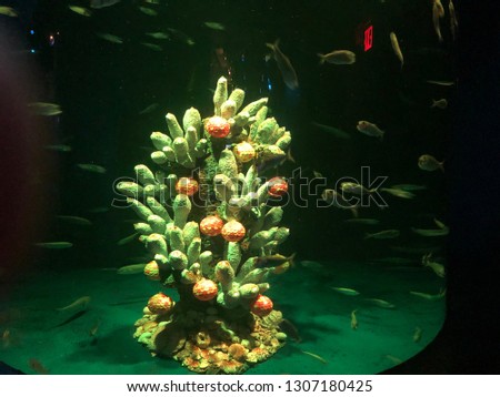 Aquatic Aquarium plants underwater