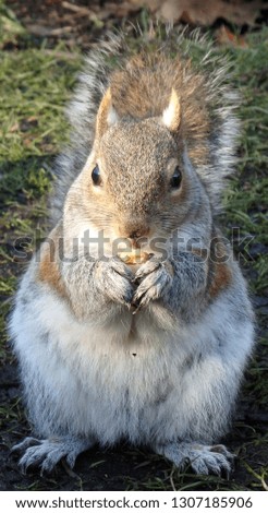 Winter Squirrel in UK
