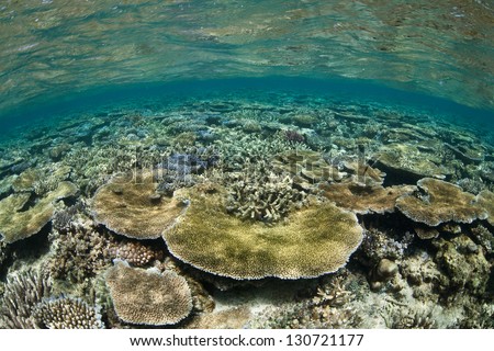Coral colonies grow in warm, shallow water near the island of Kadavu in Fiji.  Fiji has extensive amounts of coral reef throughout its islands and therefore has wonderful scuba diving and snorkeling.