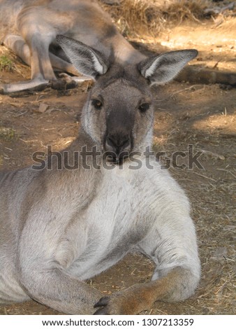 Kangaroo. Ayers Rock . Australia