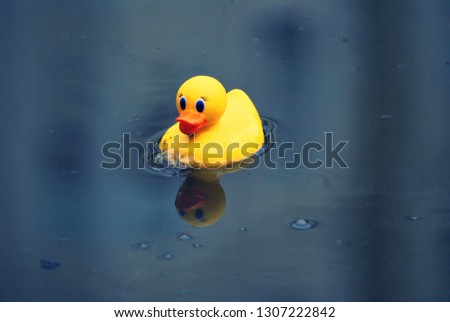 Rubber Ducky floating in pond, with reflection 