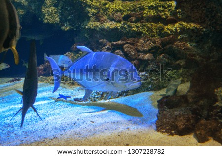 Large Fish swimming on bottom of tank