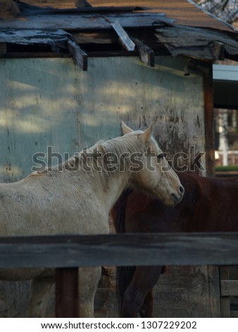 Two horses on a farm behind a fence.