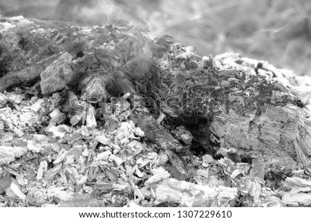 close up of The fire is gone Left ashes and stumps burn,Coals in an extinct fire.black and white picture