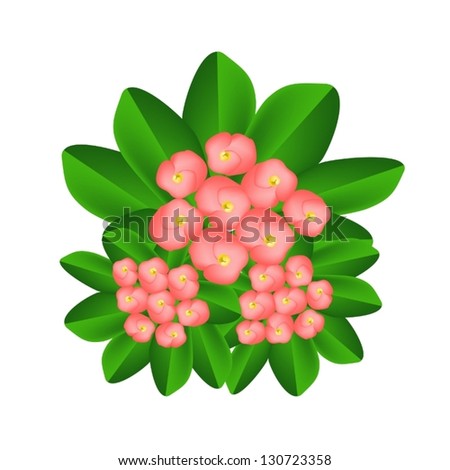 Beautiful Flower, An Illustration Group of Fresh Crown of Thorn or Euphorbia Milii Flowers on Green Leaves Isolated on A White Background