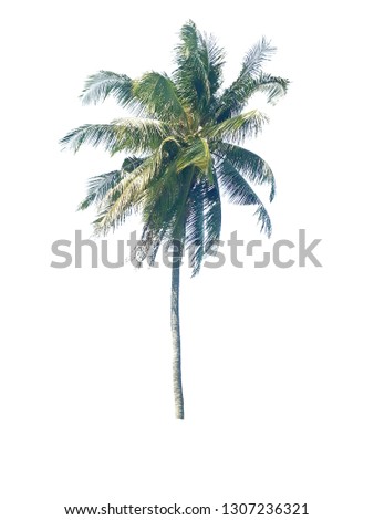 Coconut tree isolated on white background, tropical fruit growing at south of Thailand .
