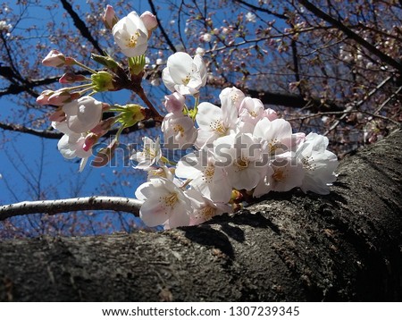 white cherry blossom flowers in Tokyo.